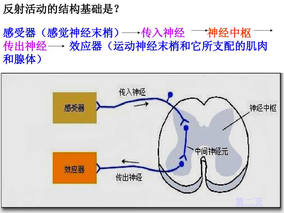 反射活动的结构基础是_第1页