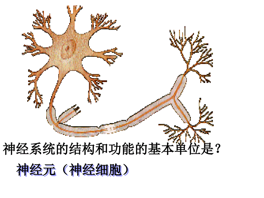 反射活动的结构基础是_第2页