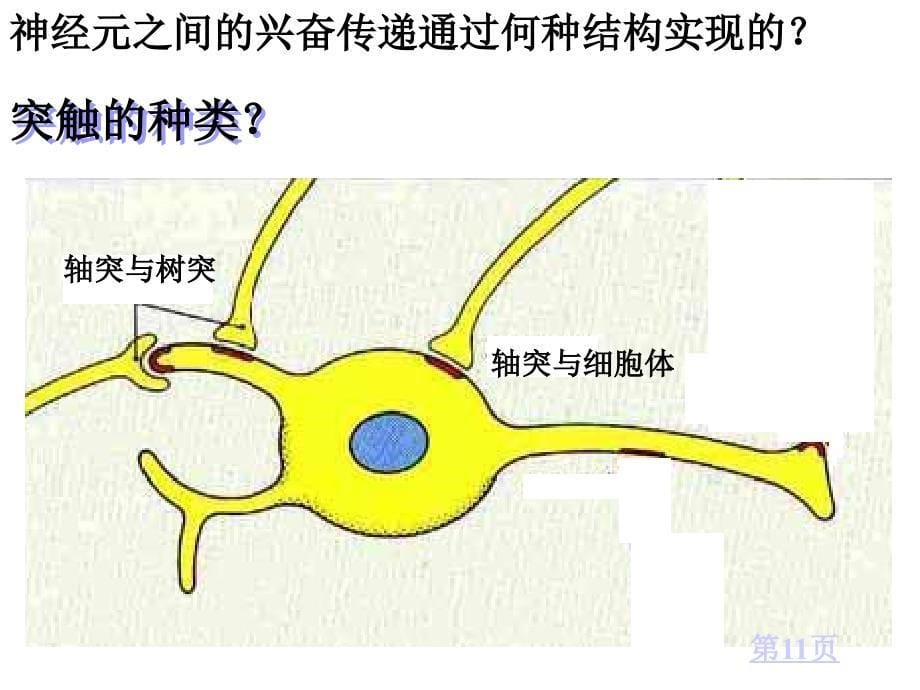 反射活动的结构基础是_第5页