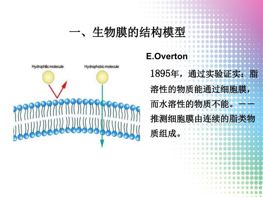 第3章细胞质膜与细胞连接_第4页