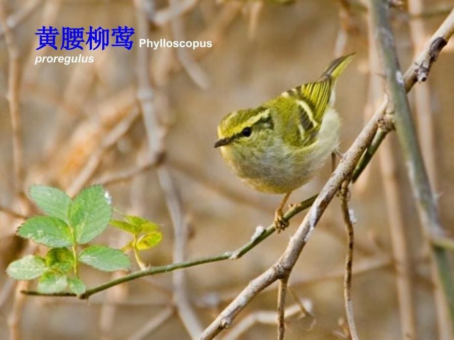 广西常见鸟类图片_第5页