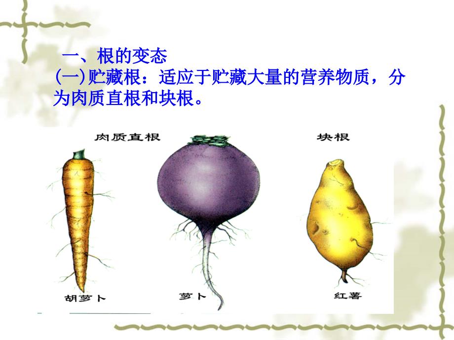 营养器官的变态_第2页