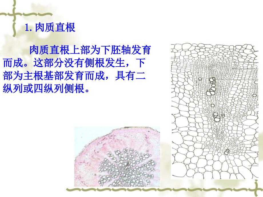 营养器官的变态_第3页