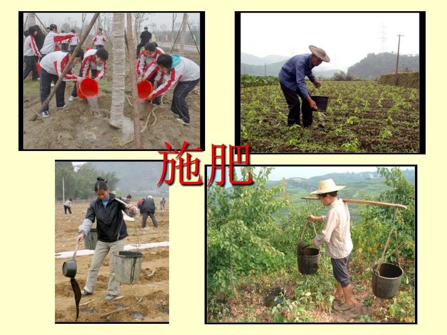 8植物生长还需要什么PPT优秀课件_第3页