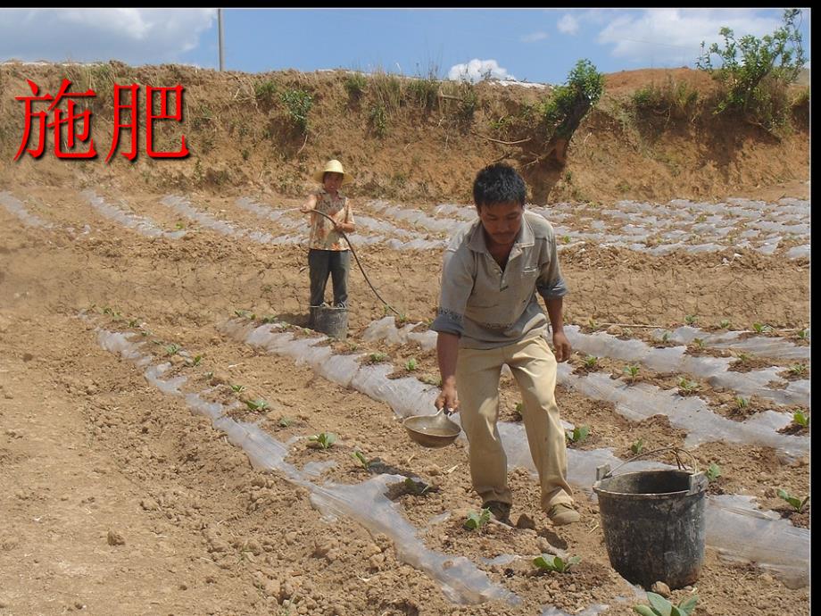 8植物生长还需要什么PPT优秀课件_第4页