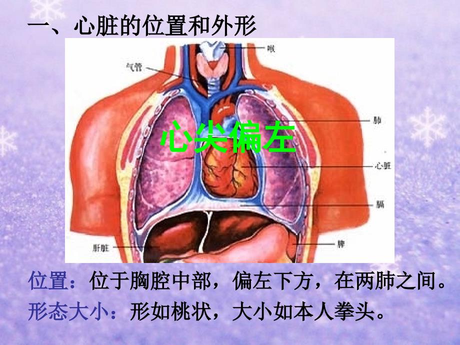 心脏的结构和功能课件_第3页