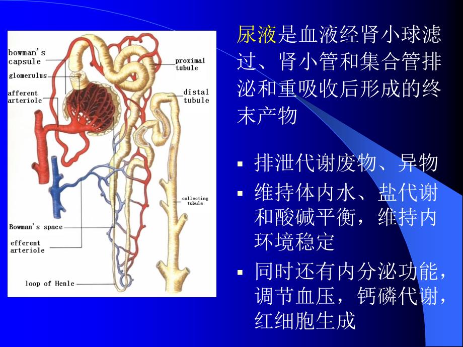 诊断尿液的检测PPT课件_第1页