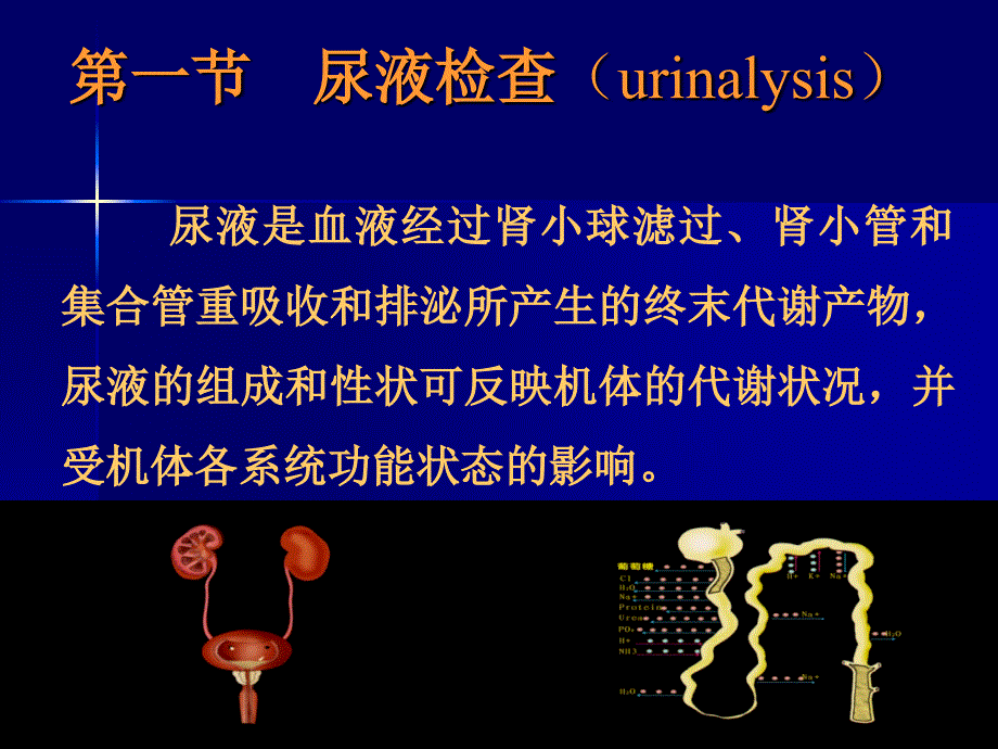 尿液jiance4ppt课件_第3页