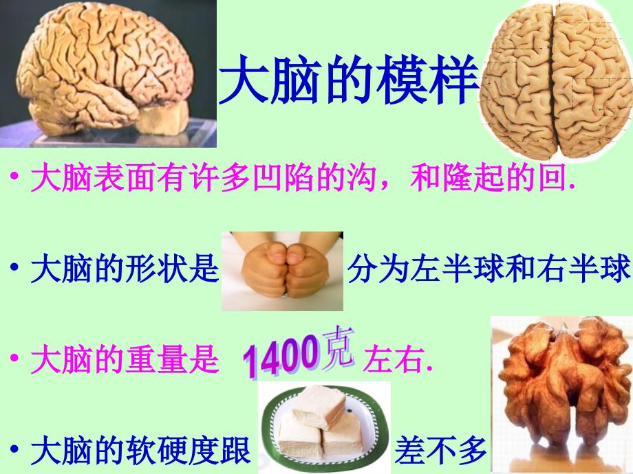 五年级上册科学课件1.3我们的大脑湘教版共12张PPT_第3页