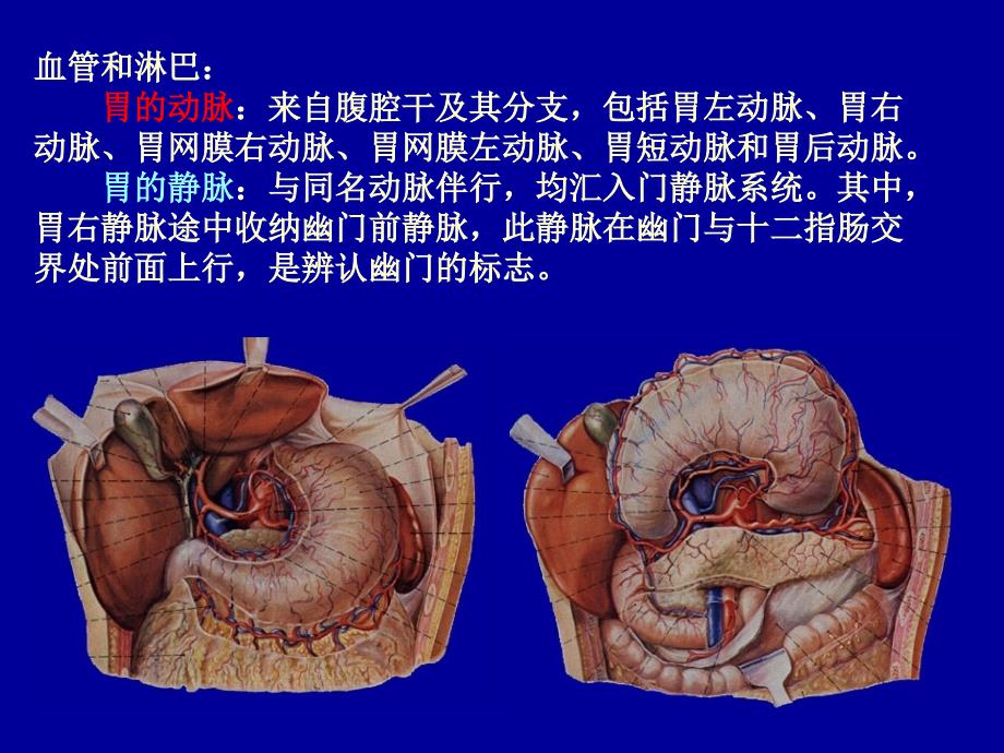 局部解剖学：腹部2_第4页