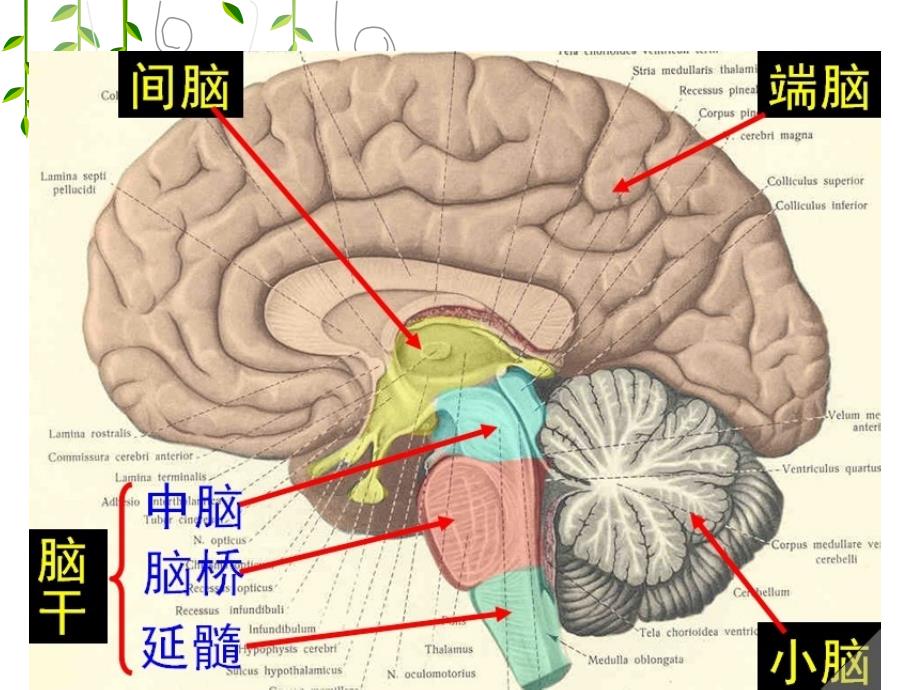 脑血管供血p文档资料_第2页