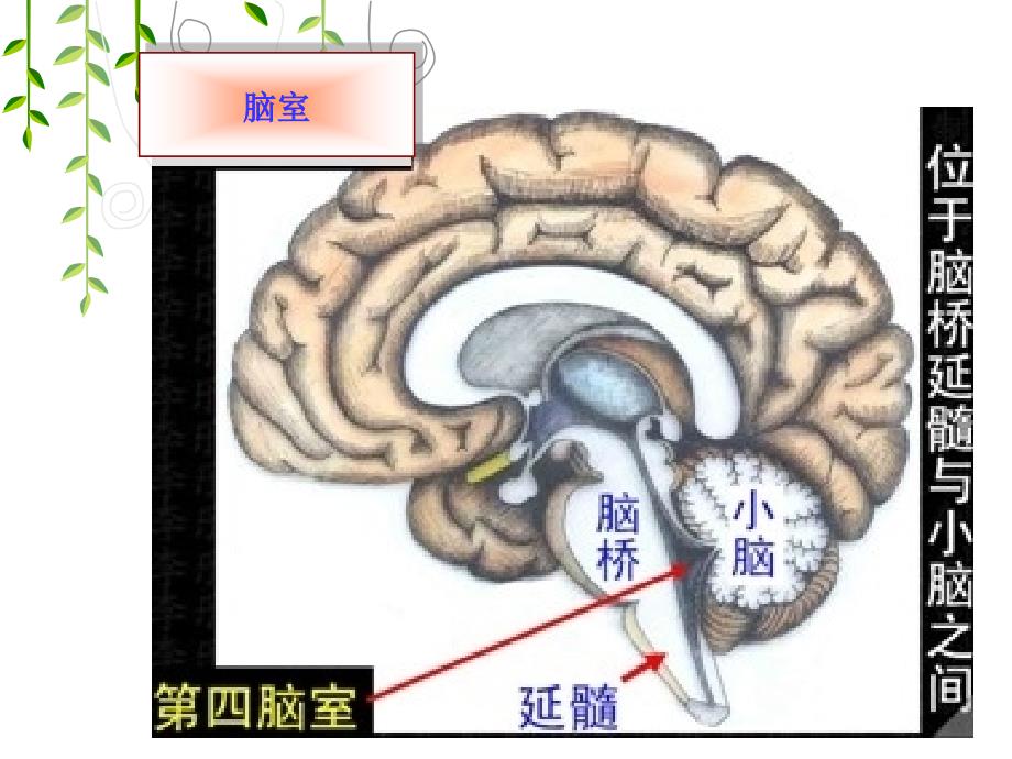 脑血管供血p文档资料_第3页