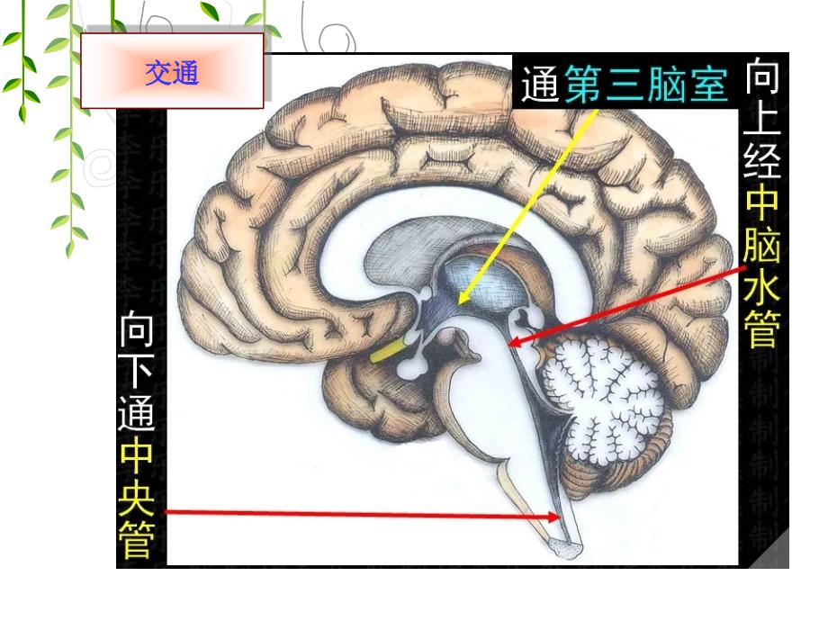 脑血管供血p文档资料_第4页