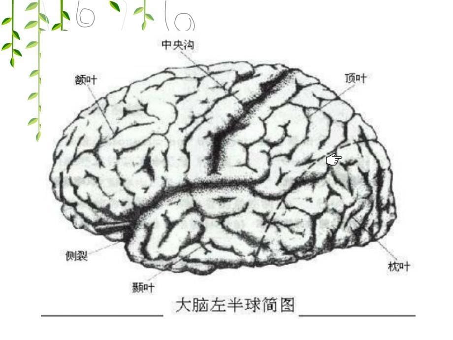 脑血管供血p文档资料_第5页