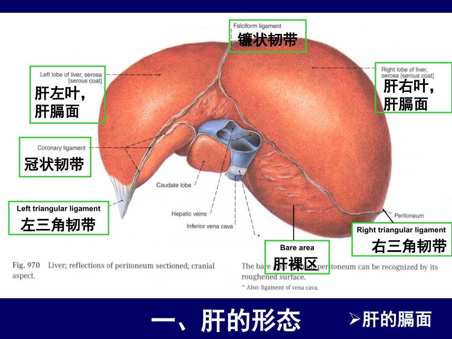 肝和胆囊的断层解剖腹部断层解剖学人体断层解剖学课件_第3页