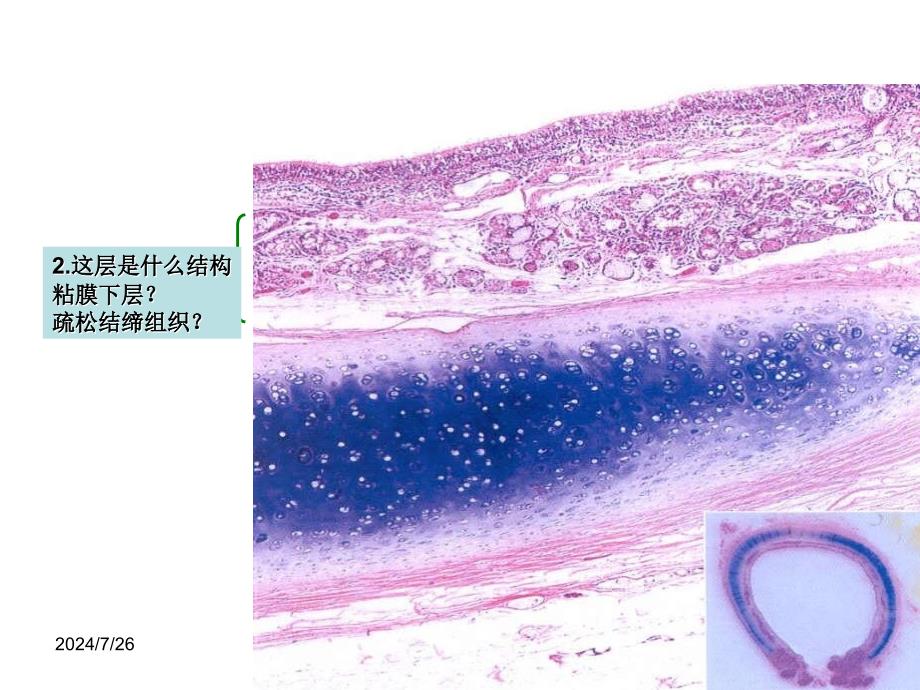 基础医学形态学实验 组胚形态III试题_第3页