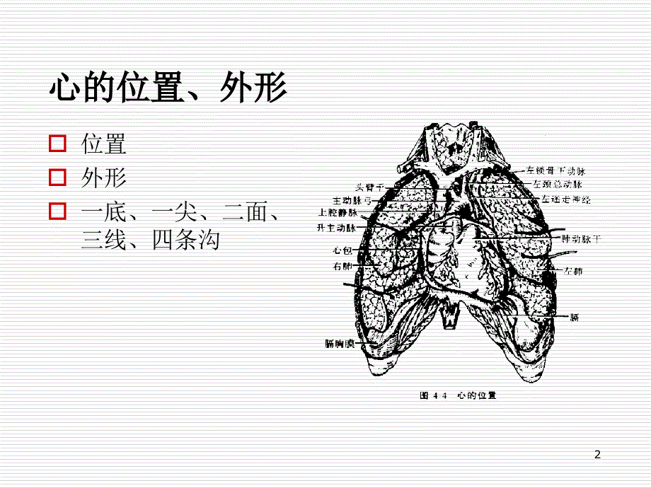 心血管系统解剖ppt课件_第2页