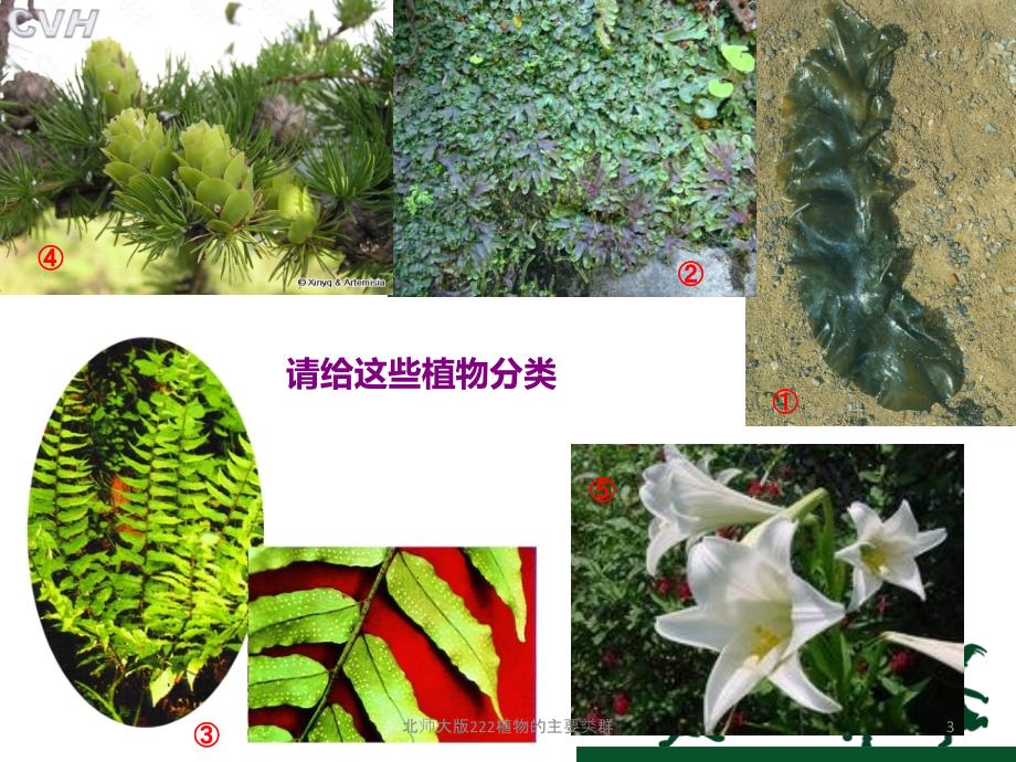 北师大版222植物的主要类群课件_第3页