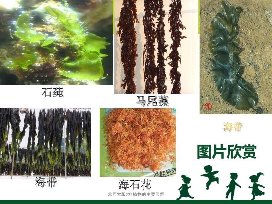 北师大版222植物的主要类群课件_第5页