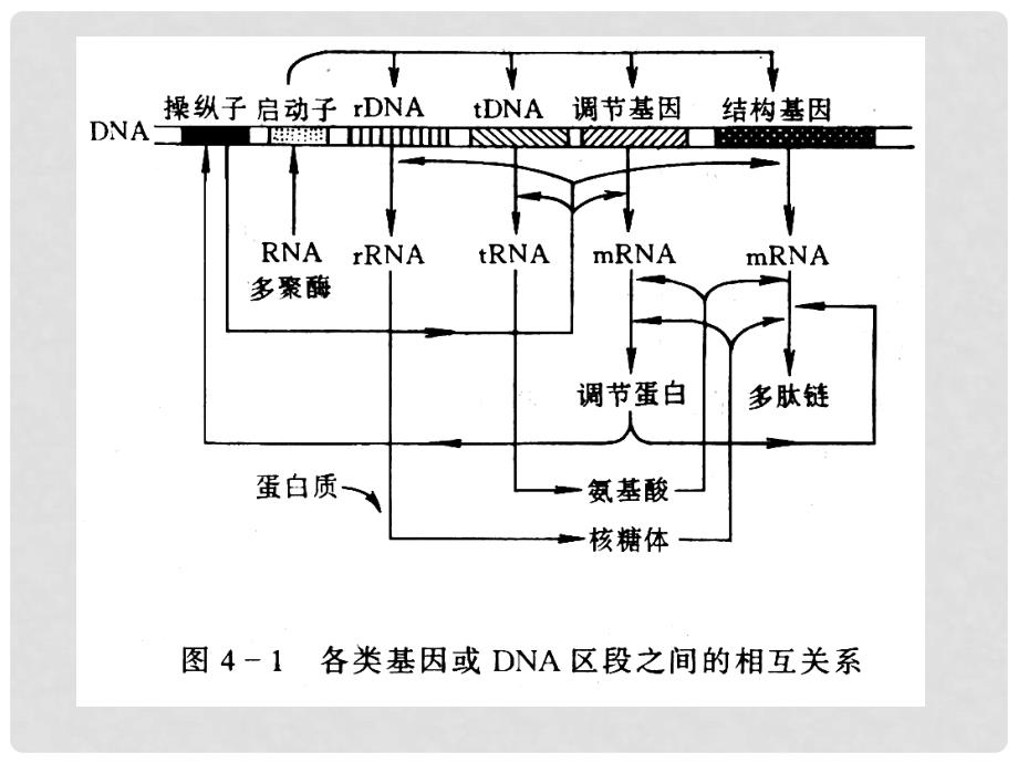 高中生物：专题教学课件(共7套)人教选修3基因工程的操作步骤_第3页