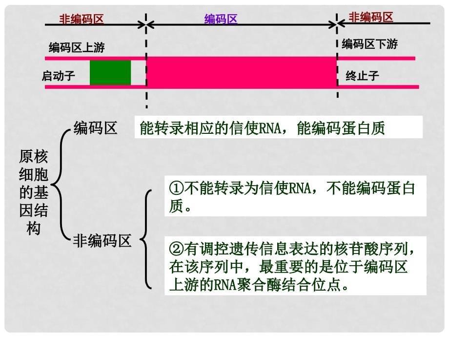 高中生物：专题教学课件(共7套)人教选修3基因工程的操作步骤_第5页