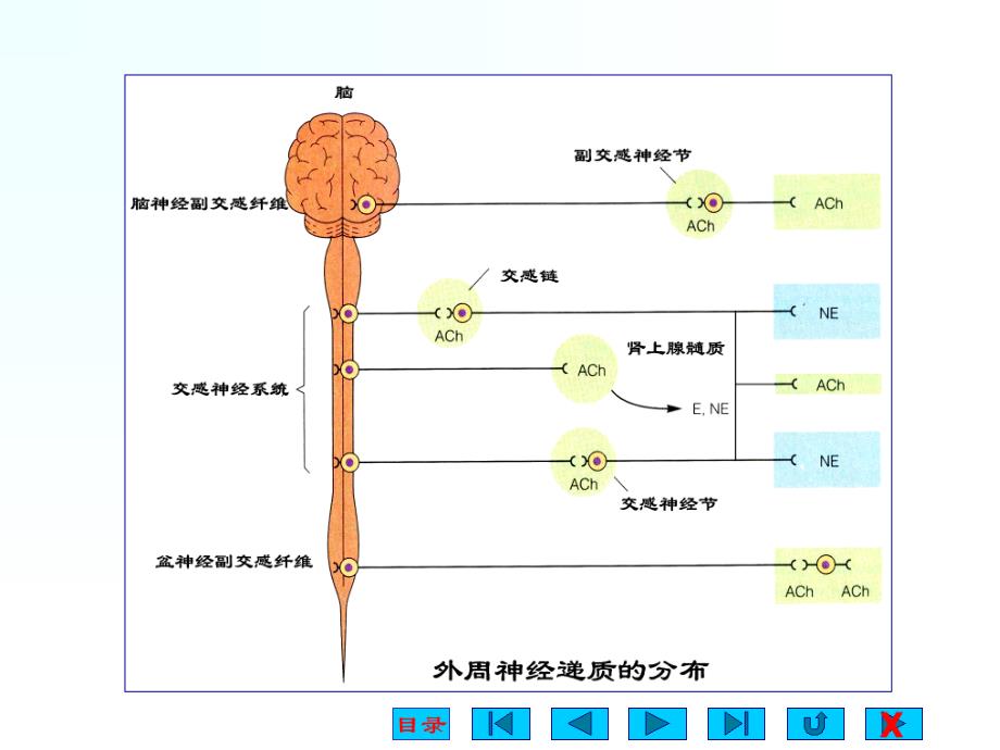 神经系统对内脏课件_第4页