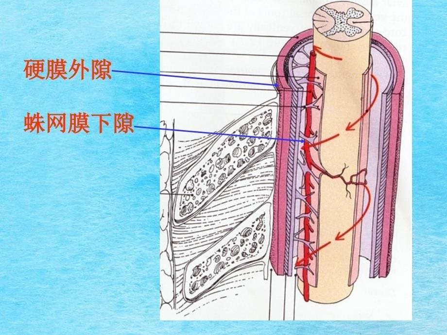 脑和脊髓的被膜血管ppt课件_第5页