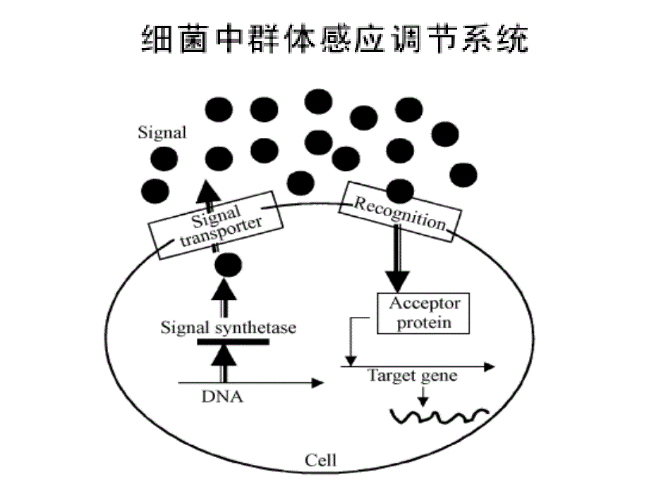 微生物生理学9细菌的群体感应调节课件_第3页