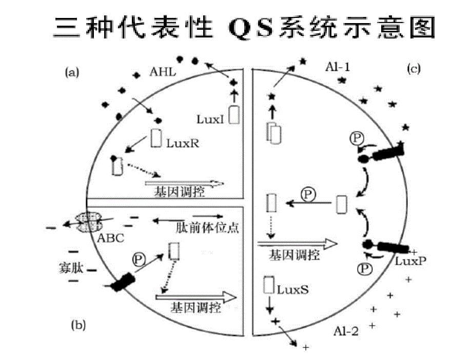 微生物生理学9细菌的群体感应调节课件_第5页