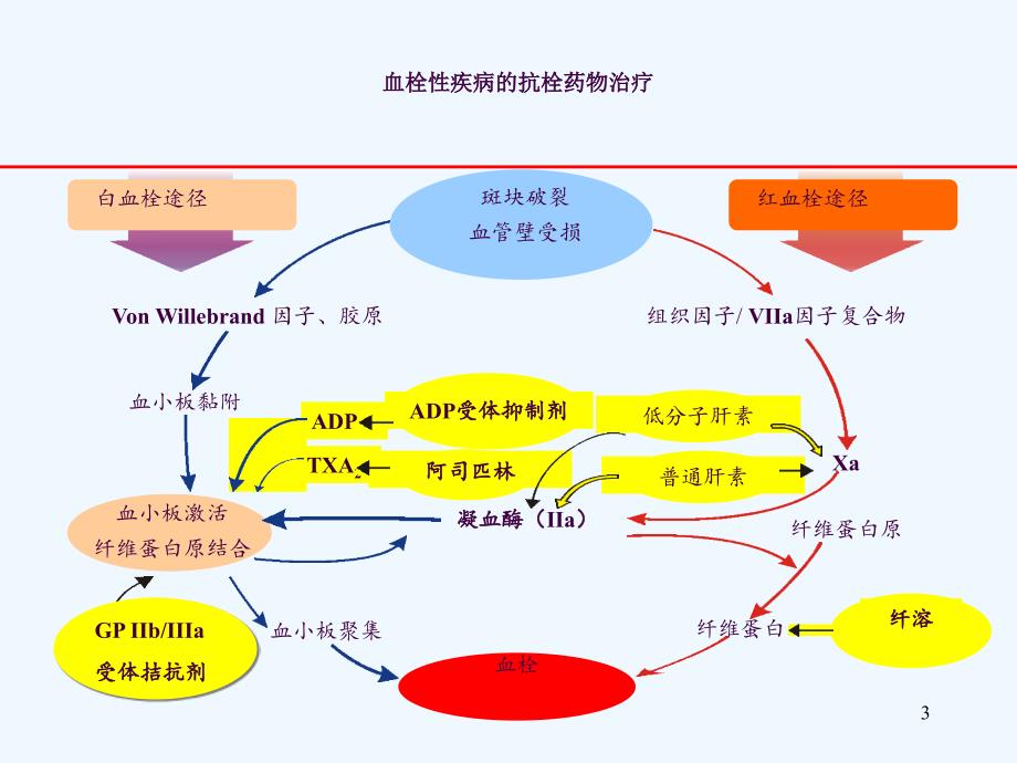 急性冠脉综合征ACS抗凝治疗ppt课件_第3页