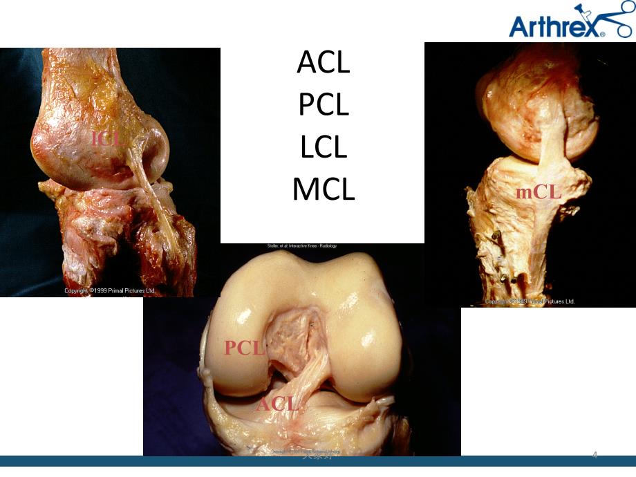 膝关节解剖PPT课件_第4页