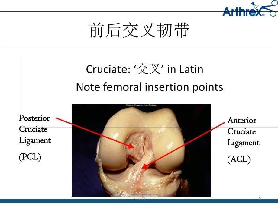 膝关节解剖PPT课件_第5页