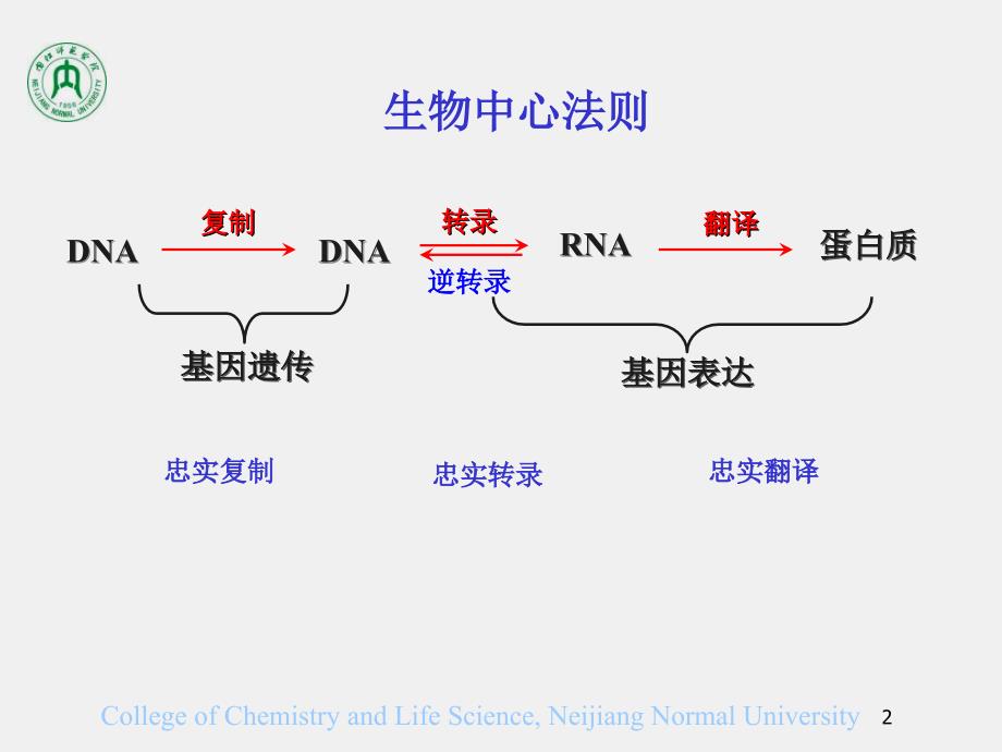 第13章蛋白质生物合成_第2页