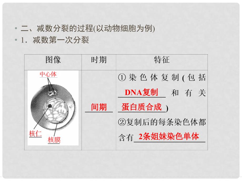 高中生物 第二章 减数分裂和有性生殖 第1课时 细胞的减数分裂课件 苏教版必修2_第4页