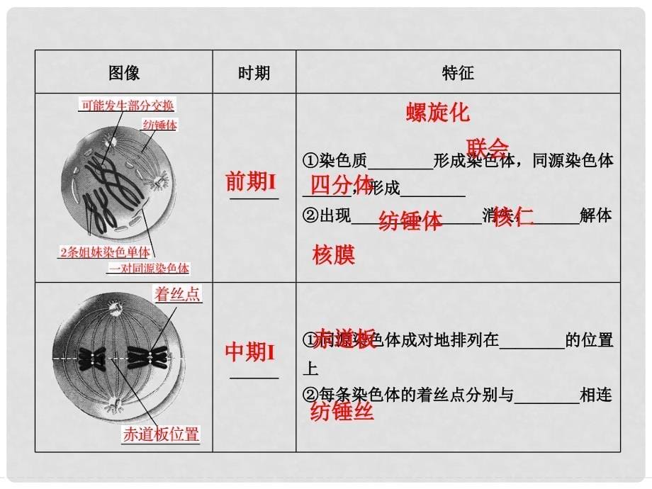 高中生物 第二章 减数分裂和有性生殖 第1课时 细胞的减数分裂课件 苏教版必修2_第5页