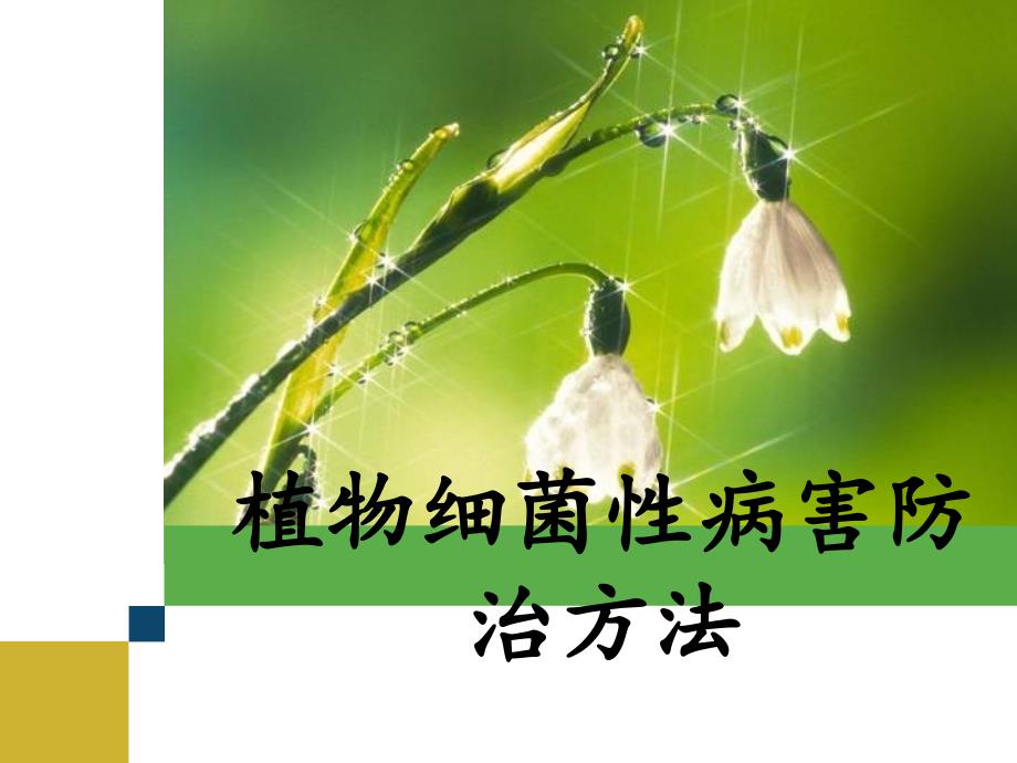 植物细菌性病害防治方法_第1页