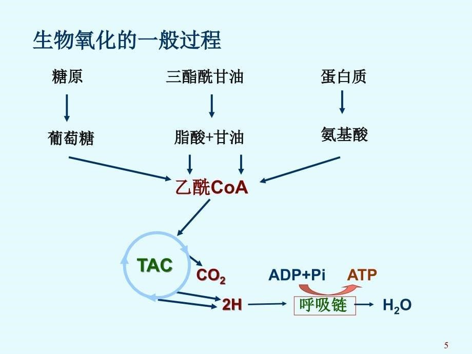 生物化学：第七章 生物氧化_第5页