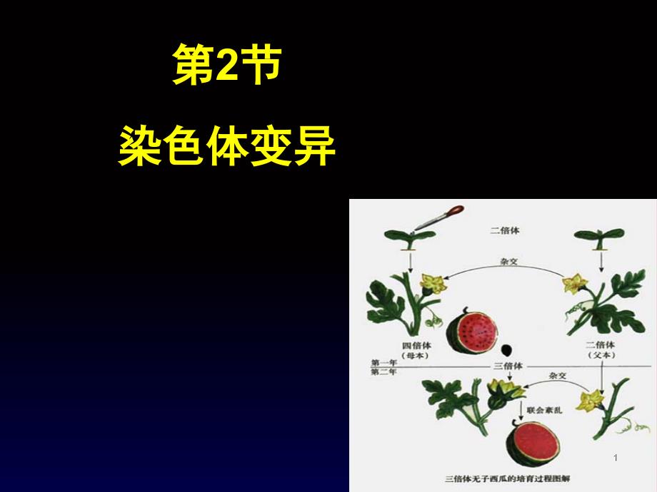 染色体变异正式版.课堂PPT_第1页