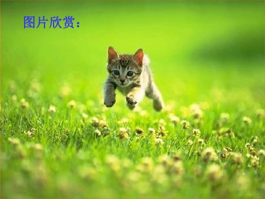 人教版语文七年级下册第六单元猫课件_第5页