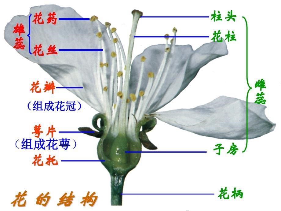 开花和结果-ppt课件_第5页