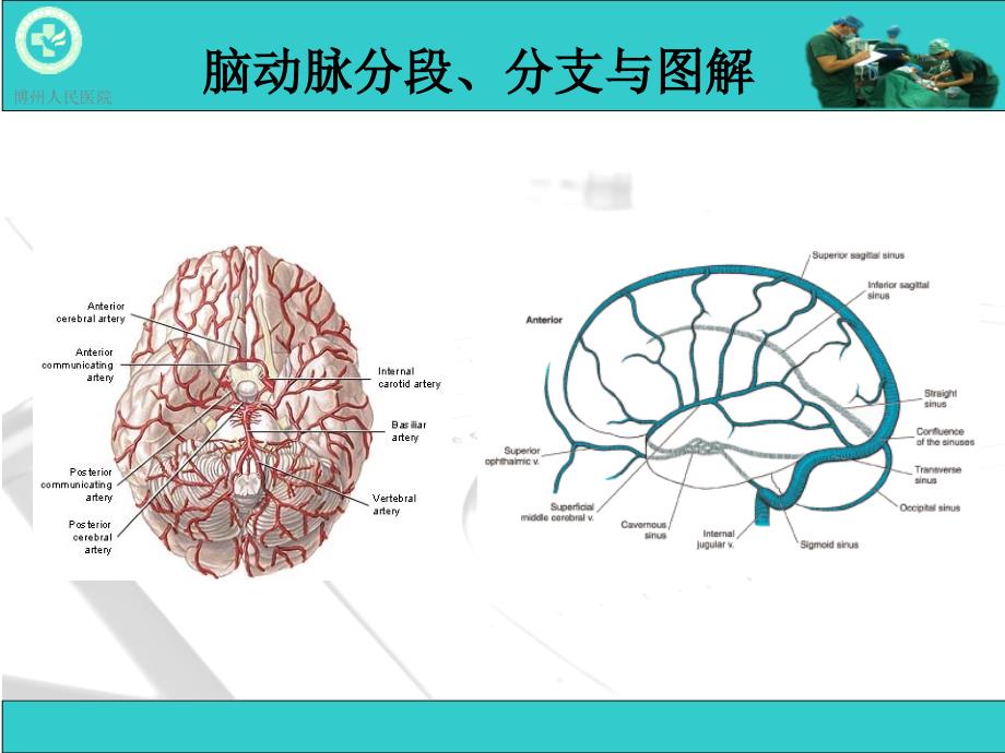 脑动脉解剖与CT重建D.ppt_第2页