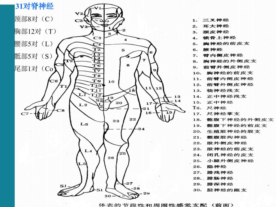 (优选)神经系统常见症状和体征护理课件_第4页