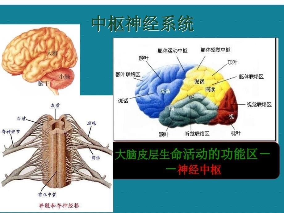 (优选)神经系统常见症状和体征护理课件_第5页