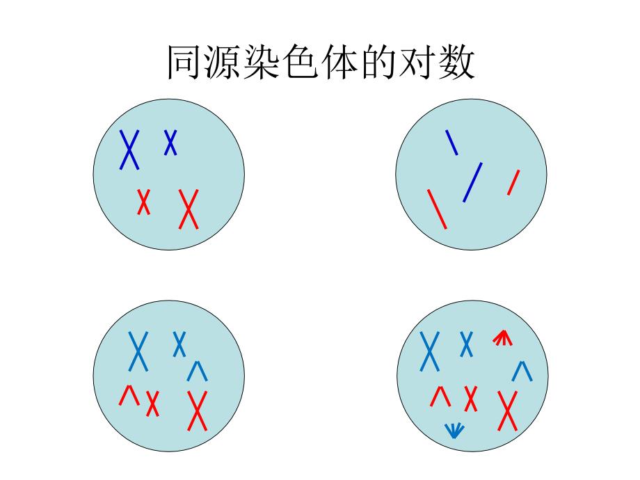 染色体组和同源染色体概念辨析_第2页