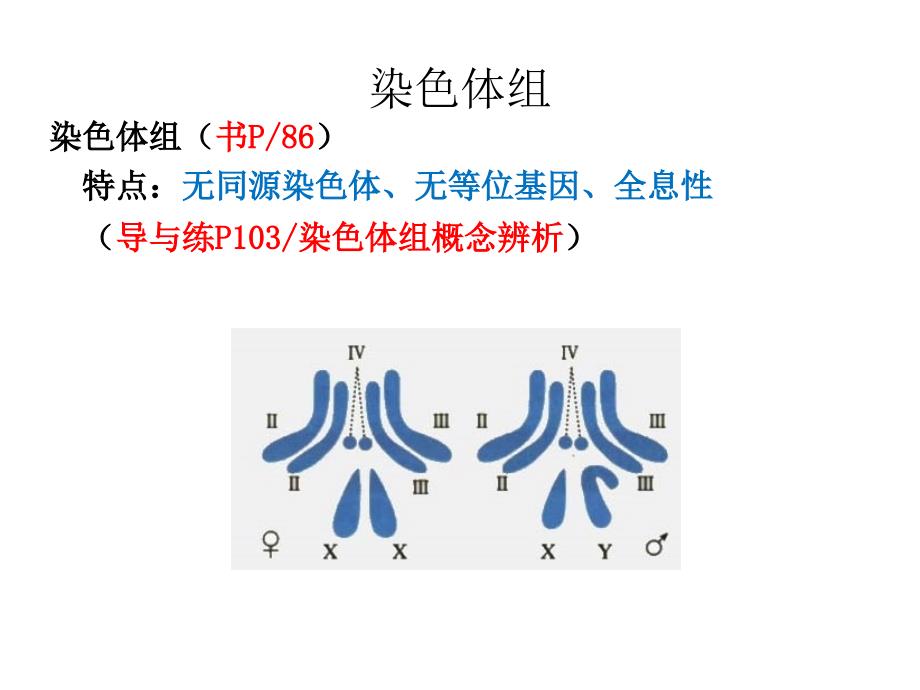 染色体组和同源染色体概念辨析_第3页