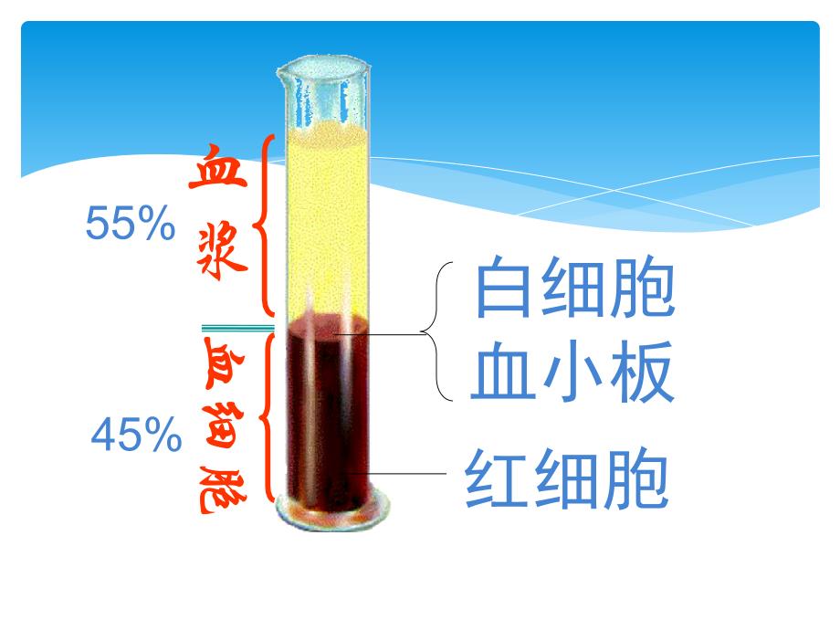 七年级生物物质运输的载体1(2)_第4页