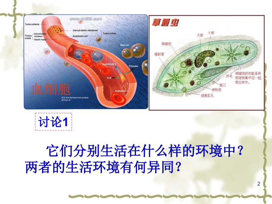 1.1细胞生活的环境优秀课件_第2页