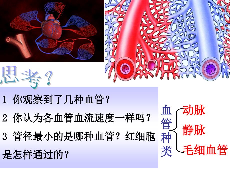 人教版生物七年级下册4.4.2 血流的管道——血管 课件 (共35张PPT)_第3页