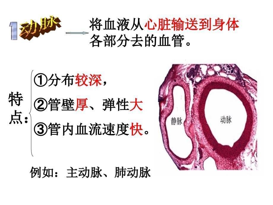 人教版生物七年级下册4.4.2 血流的管道——血管 课件 (共35张PPT)_第5页