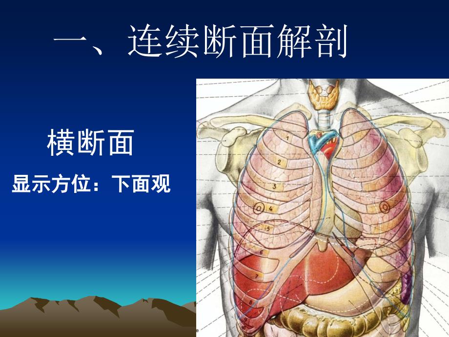 胸部三维断层解剖_第2页